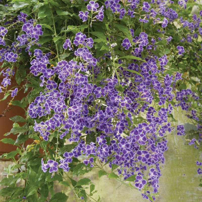 Compact Golden Dew Drop Little Geisha Girl (Duranta erecta)
