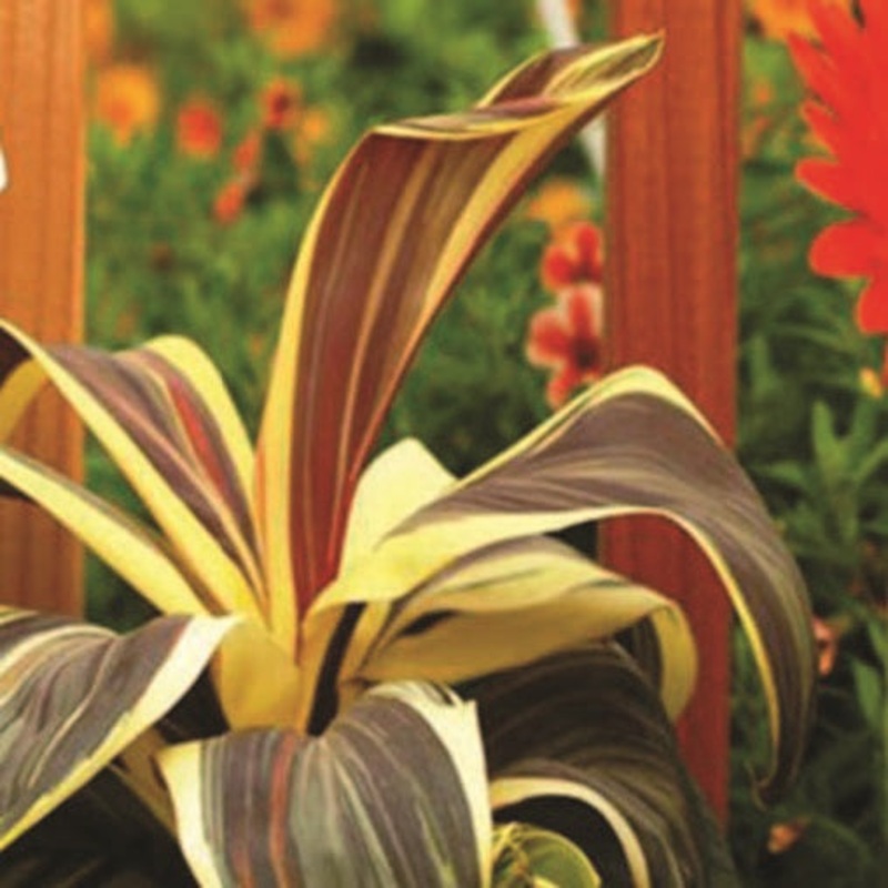 Cordyline Chocolate Queen (Cordyline terminalis)