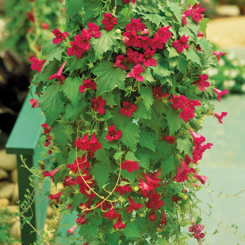 Creeping Gloxinia Lofos Wine Red PP (Lophospermum hybrid)