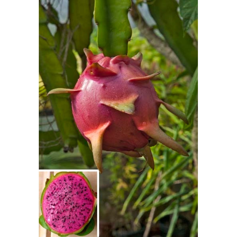 Dragon Fruit Plant Edgars Baby (Hylocereus hybrid)