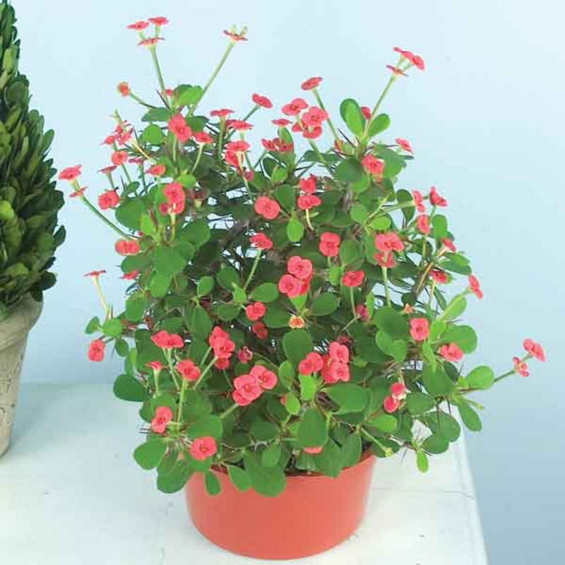 Dwarf Crown of Thorns ‘Splendens (Euphorbia milii)