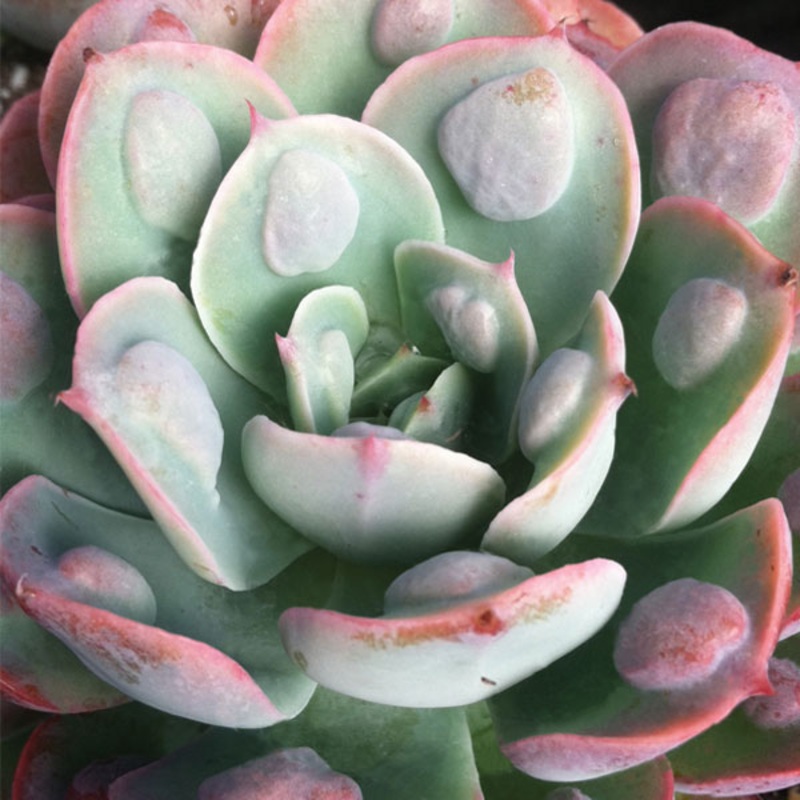 Echeveria Raindrops (Echeveria hybrid)