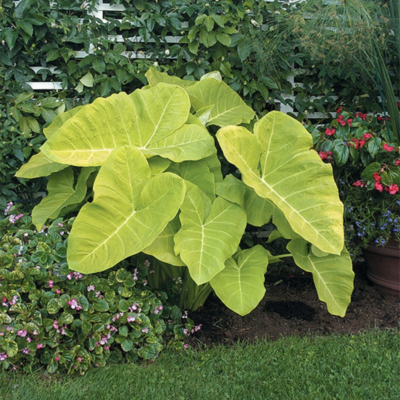 Elephant Ear Lime Zinger (Xanthosoma hybrid)