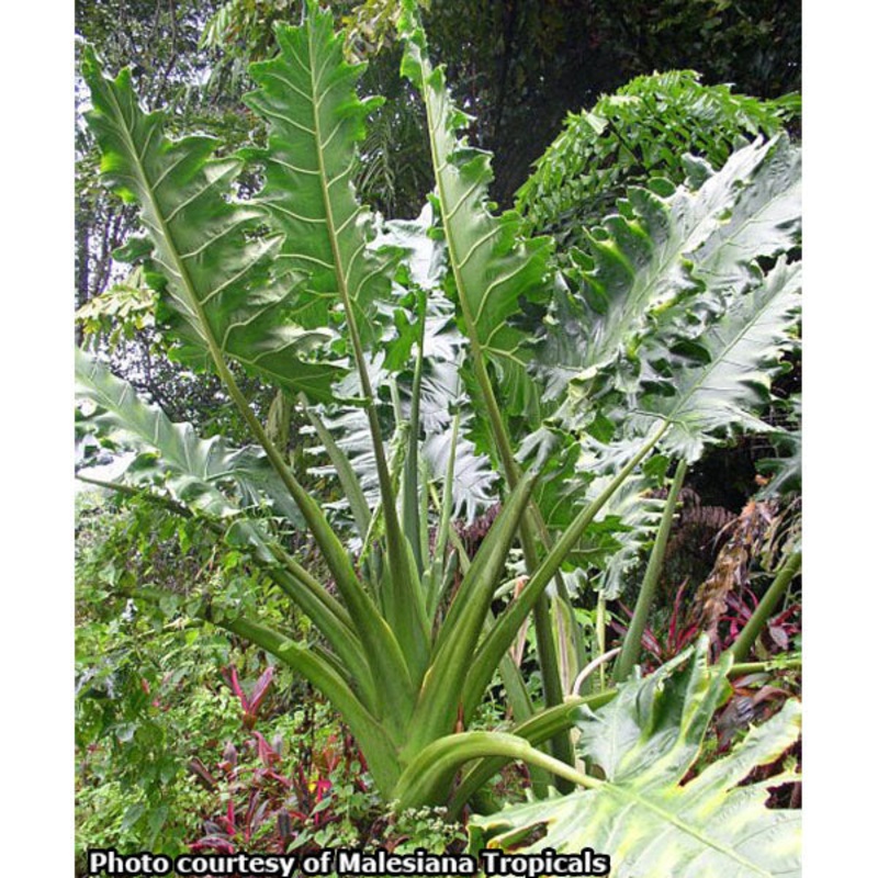 Elephant Ear Malaysian Monster (Alocasia portei)