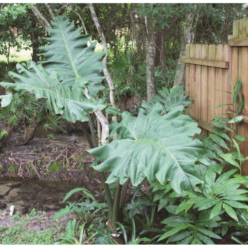 Elephant Ear Megalodon (Alocasia portei)
