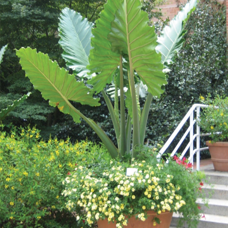 Elephant Ear ‘Portora’ (Alocasia hybrid)