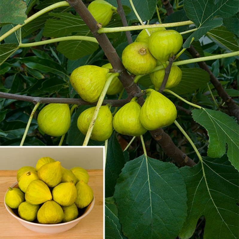 Fig Ischia (Ficus carica)