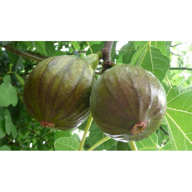 Fig Olympian (Ficus carica)