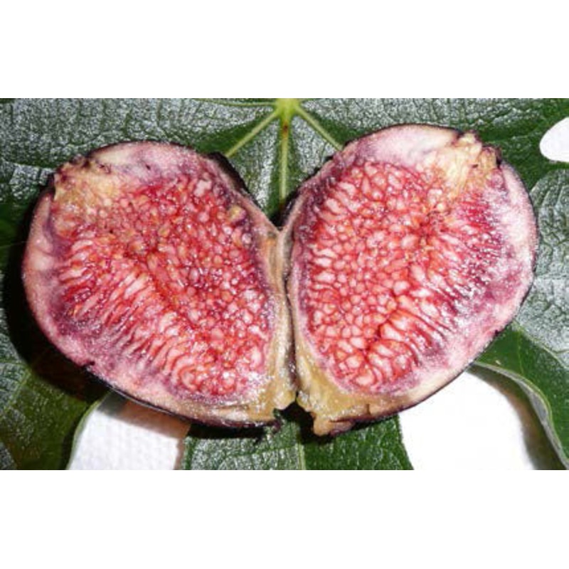 Fig ‘Violette de Bordeaux’ (Ficus carica)