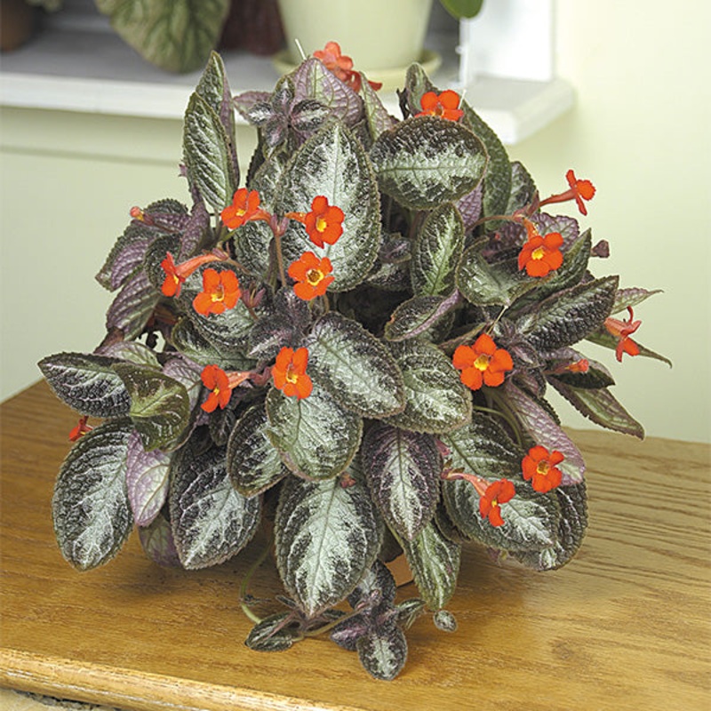 Flame Violet Chocolate Soldier (Episcia hybrid)