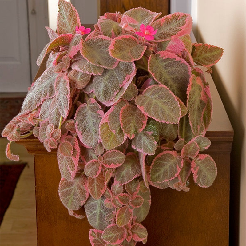 Flame Violet Pink Smoke (Episcia hybrid)
