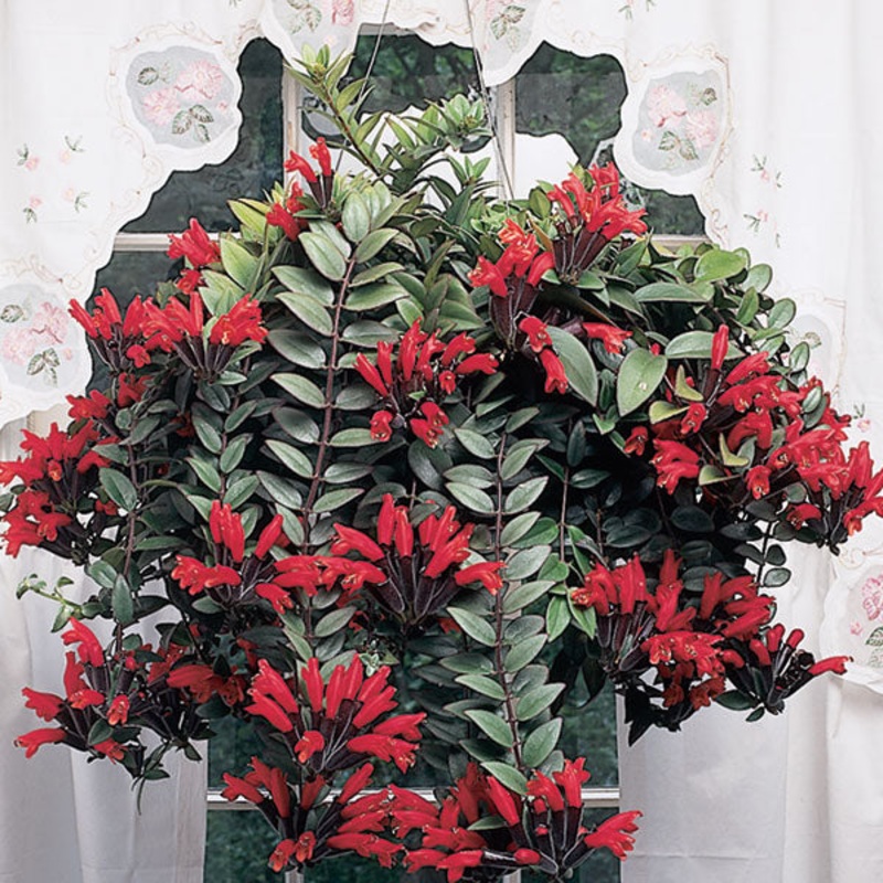 Lipstick Plant (Aeschynanthus radicans)