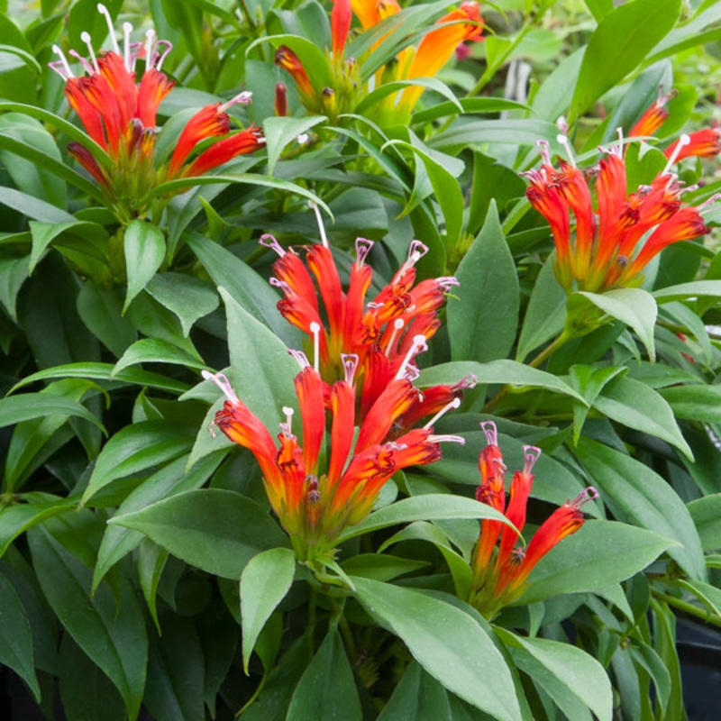 Lipstick Plant Fireworks (Aeschynanthus hybrid)