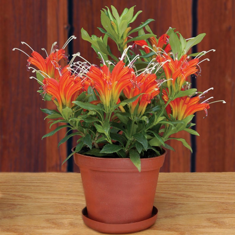 Lipstick Plant Rigel (Aeschynanthus hybrid)