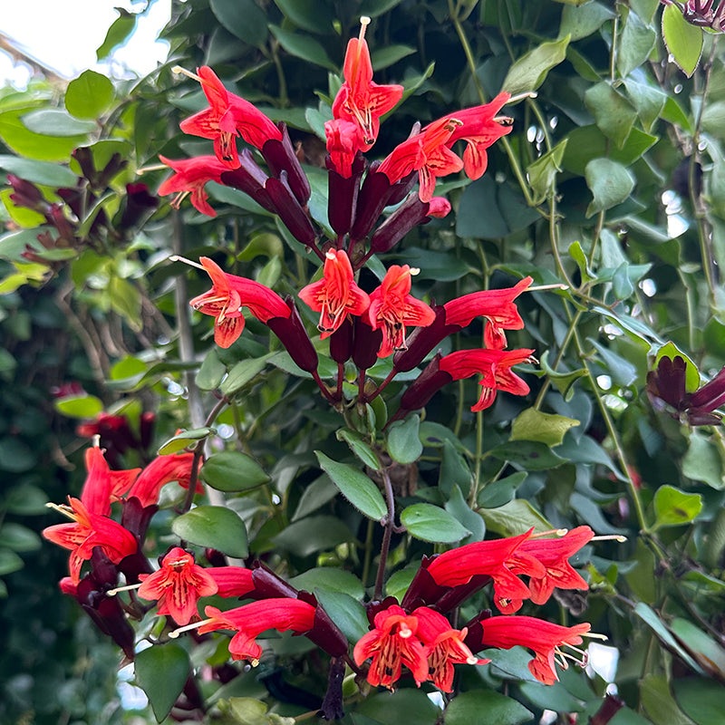 Lipstick Plant Tiger Stripe (Aeschynanthus hybrid)