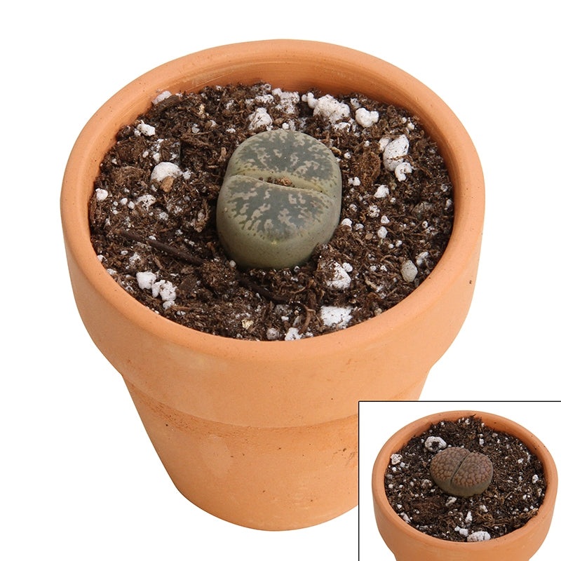 Living Stones (Lithops species)