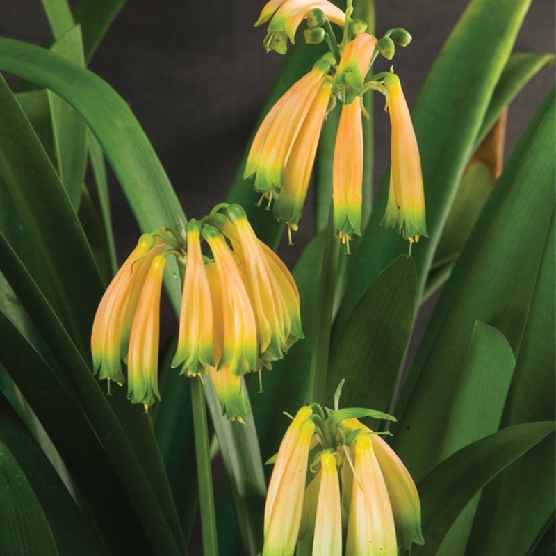 Major Gardens Clivia (Clivia gardenii)