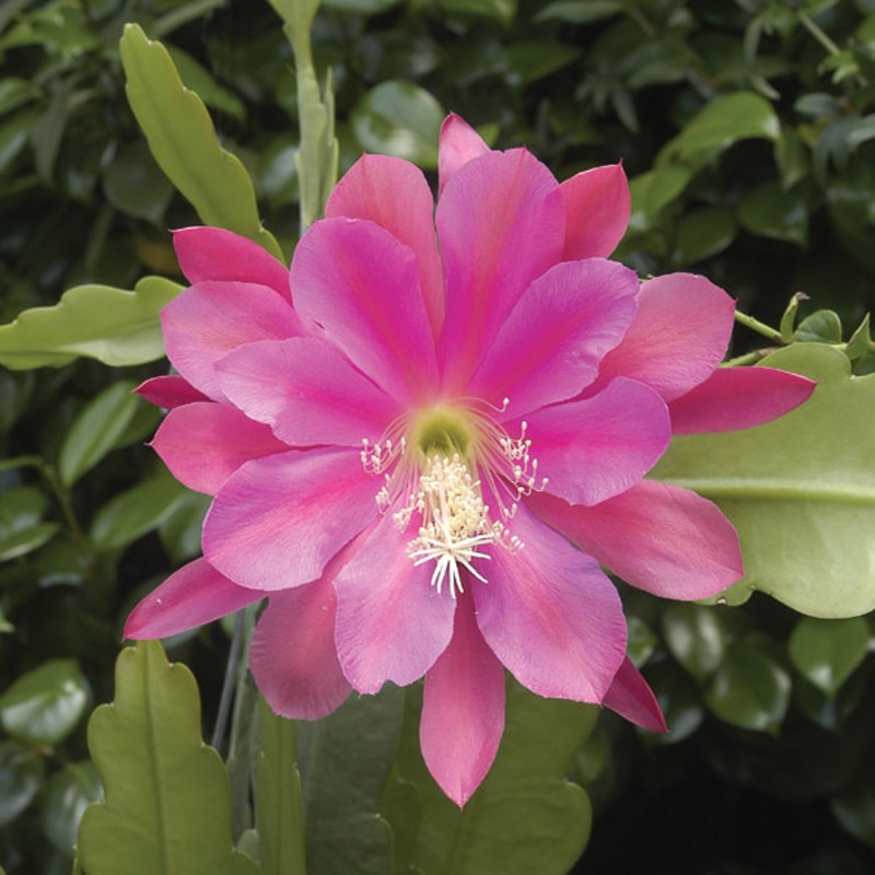 Orchid Cactus Blue Paradise (Epiphyllum hybrid)