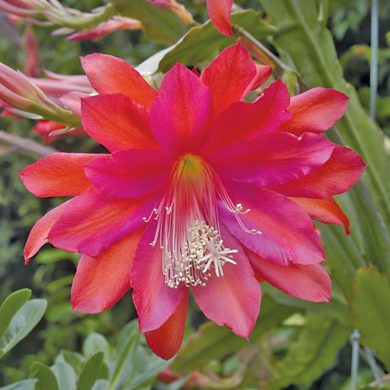 Orchid Cactus Conways Giant (Epiphyllum hybrid)
