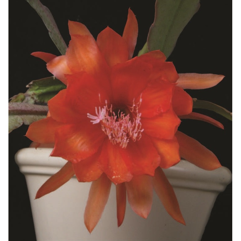 Orchid Cactus Hawaii  (Epiphyllum hybrid)