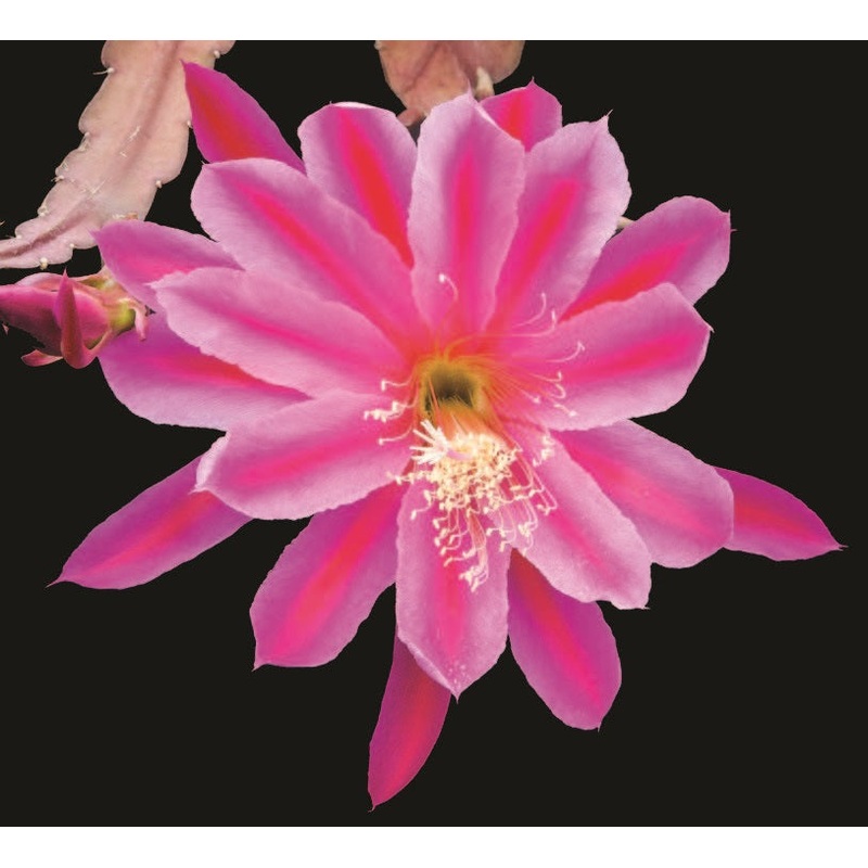 Orchid Cactus Hocus Pocus (Epiphyllum hybrid)