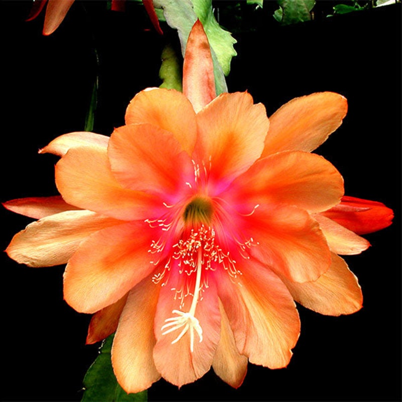 Orchid Cactus Just Beautiful (Epiphyllum hybrid)