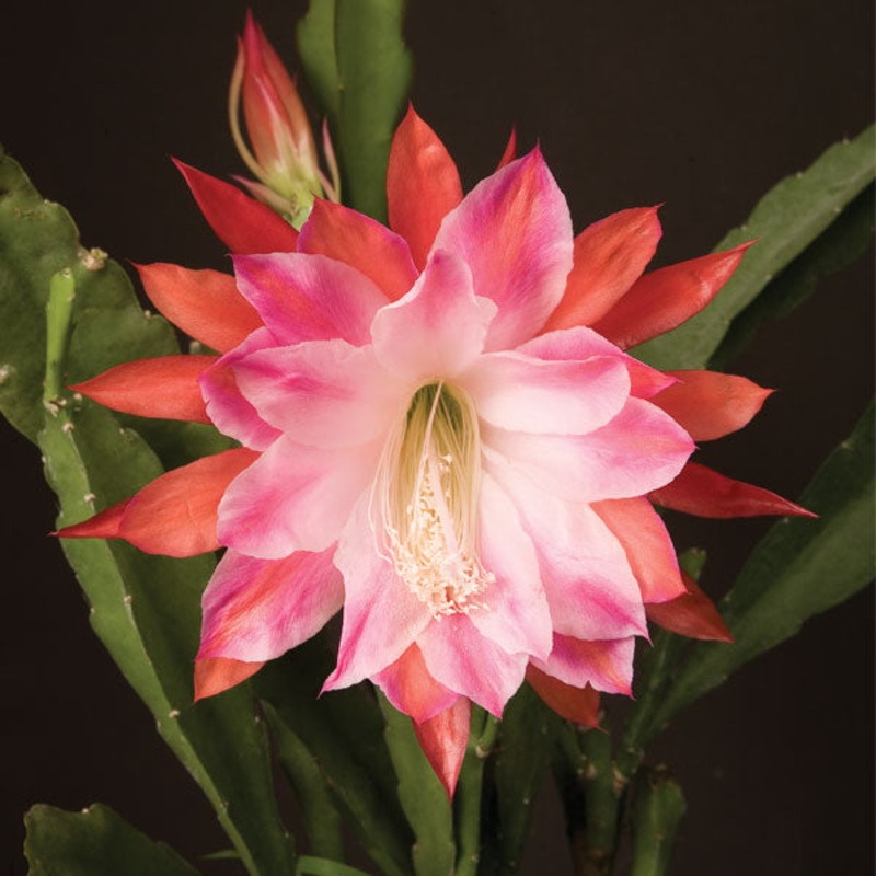 Orchid Cactus Over the Top (Epiphyllum hybrid)