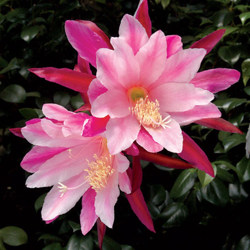 Orchid Cactus Pink (Epiphyllum hybrid)