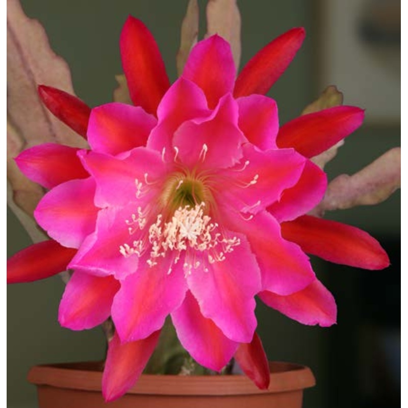 Orchid Cactus San Miguel (Epiphyllum hybrid)