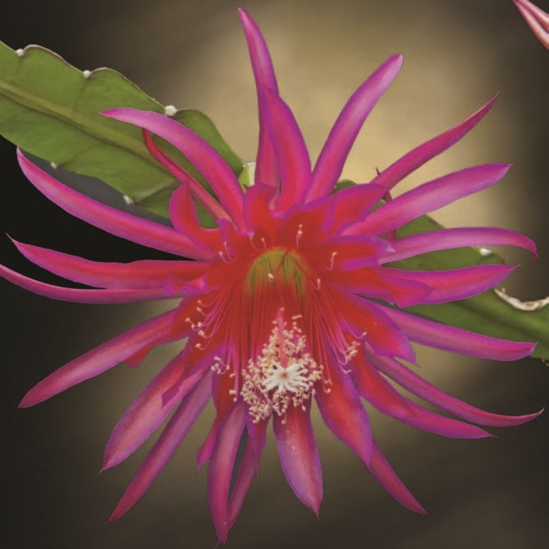 Orchid Cactus Shimmer (Epiphyllum hybrid)