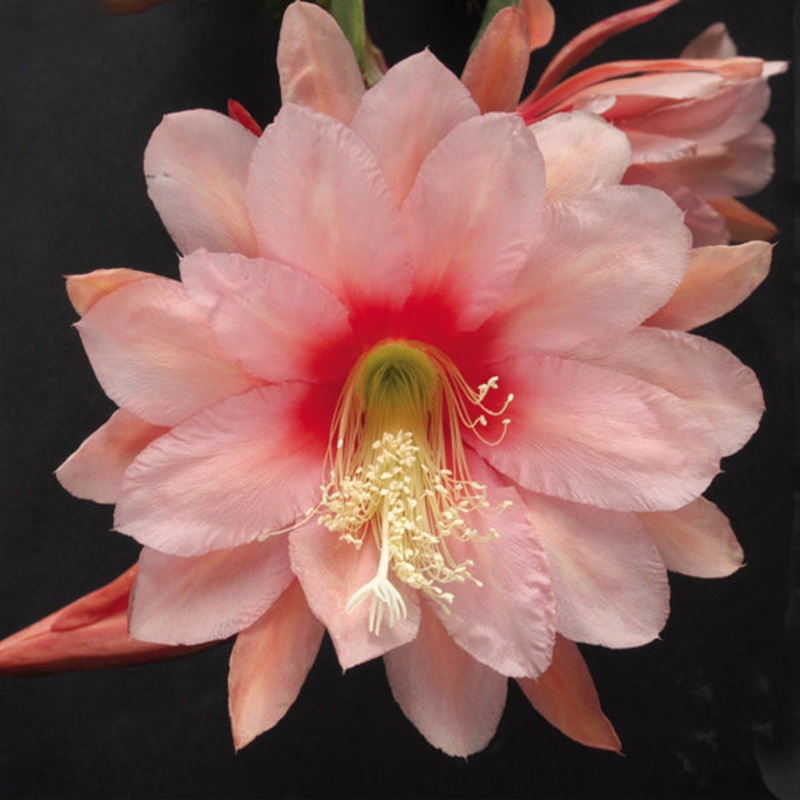 Orchid Cactus Strawberry Splash (Epiphyllum hybrid)