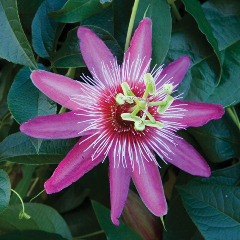 Passion Flower Anastasia’ (Passiflora hybrid)