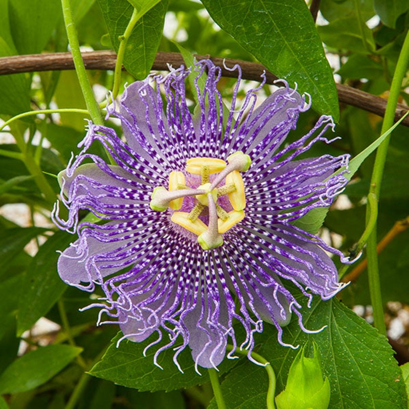 Passion Flower Fata Confetto (Passiflora hybrid)