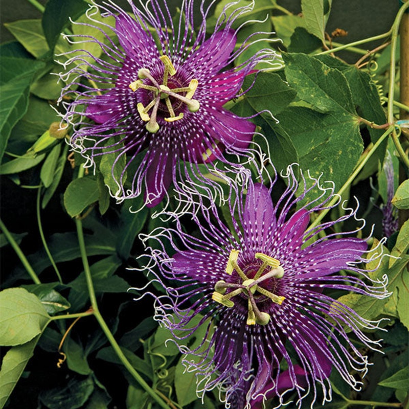 Passion Flower La Lucchese (Passiflora hybrid)