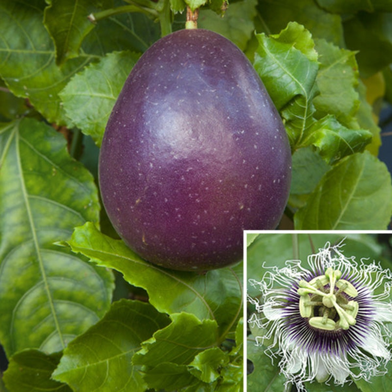 Passion Flower Panama (Passiflora edulis)