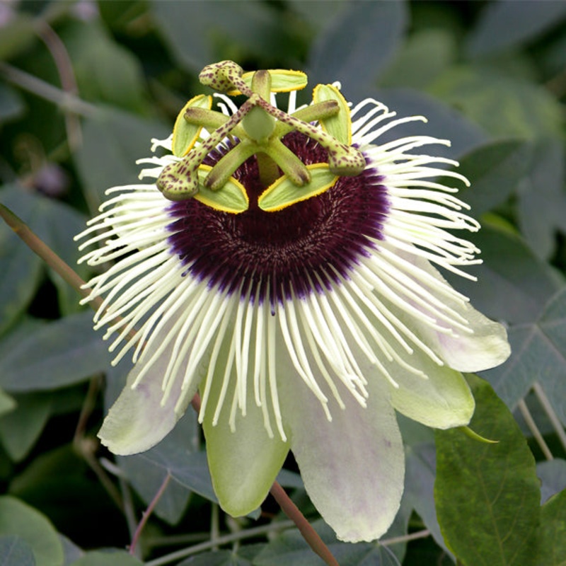 Passion Flower Panda (Passiflora hybrid)