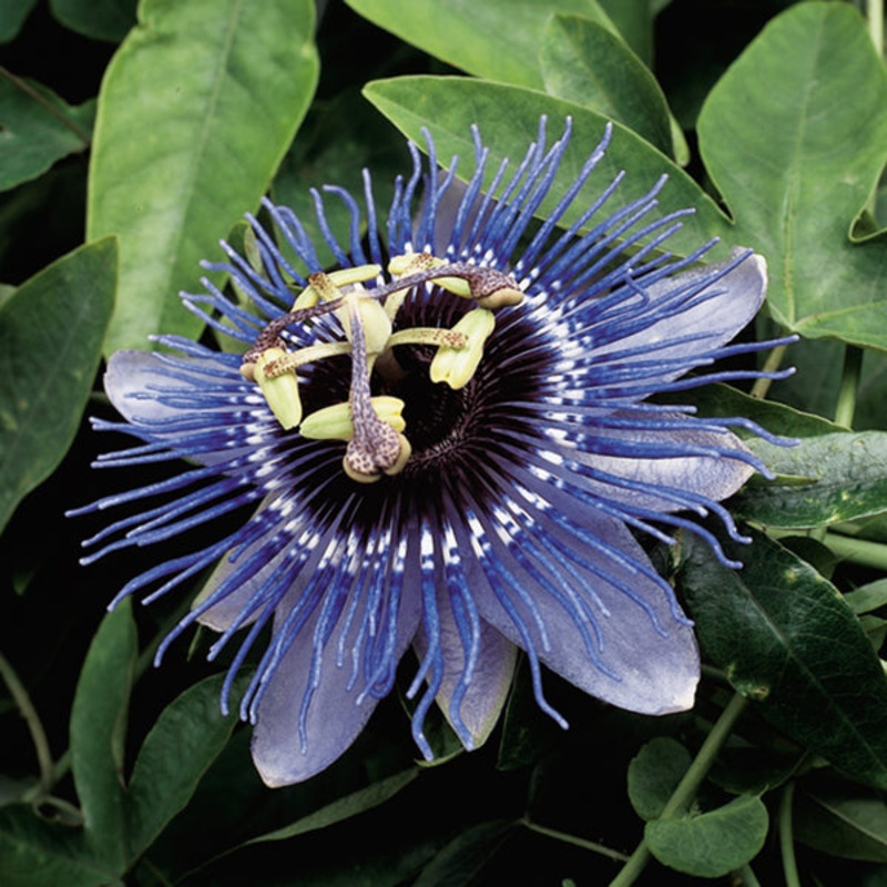 Passion Flower Purple Haze (Passiflora hybrid)