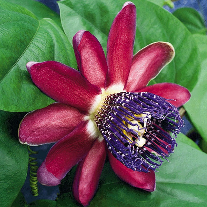 Passion Flower ‘Ruby Glow’ (Passiflora alata)