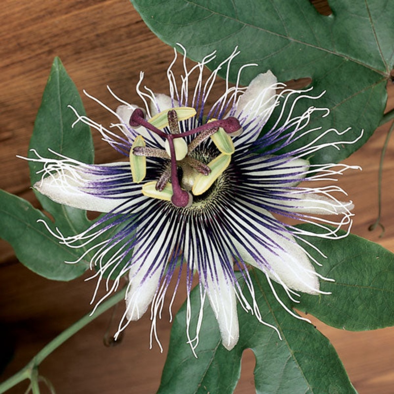 Passion Flower Sapphire (Passiflora hybrid)