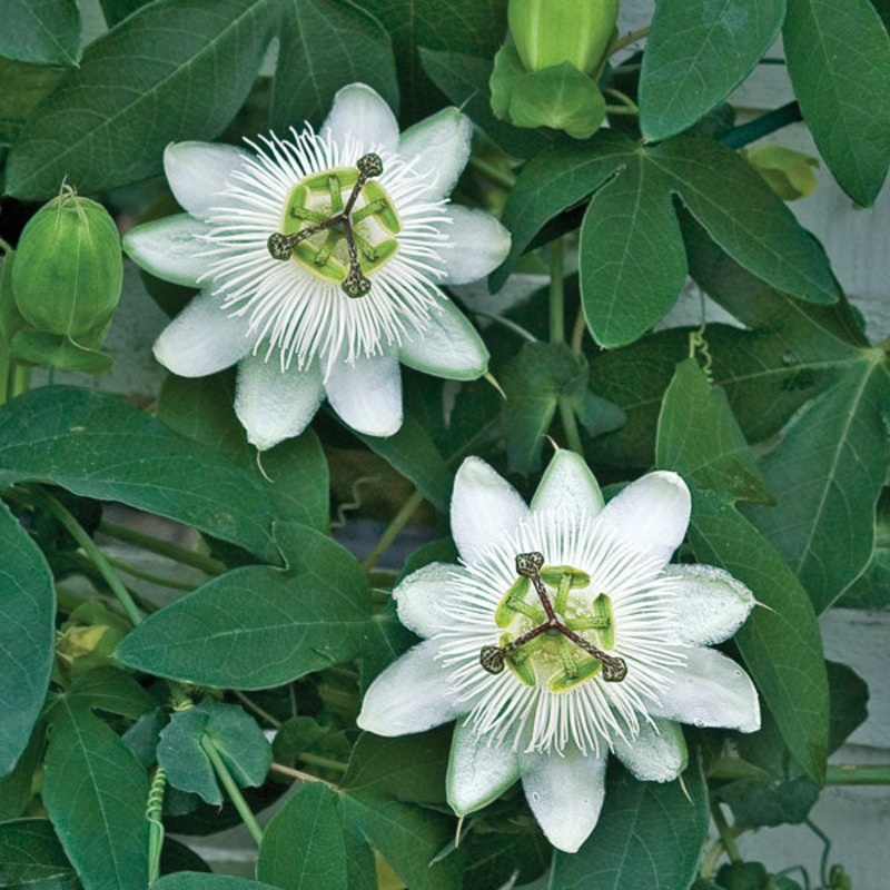 Passion Flower White Wedding (Passiflora hybrid)