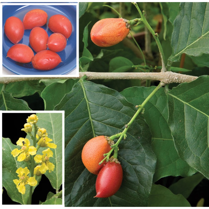 Peanut Butter Fruit Plant (Bunchosia armeniaca)