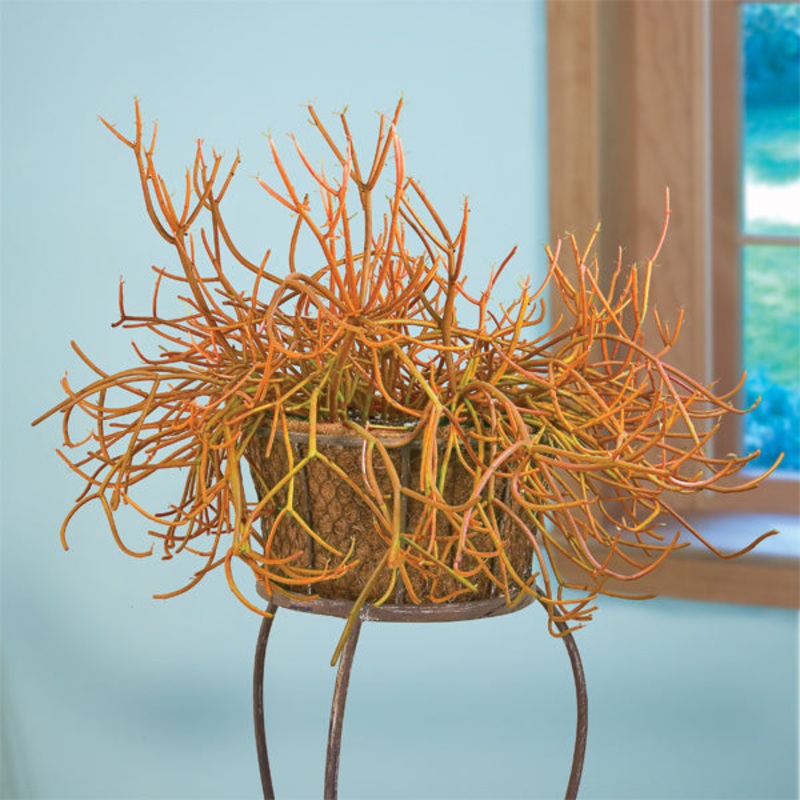 Pencil Cactus Firesticks (Euphorbia tirucalli)