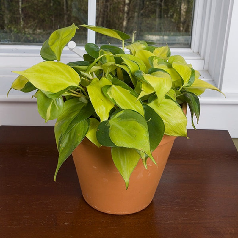 Philodendron Brasil PP (Philodendron hybrid)