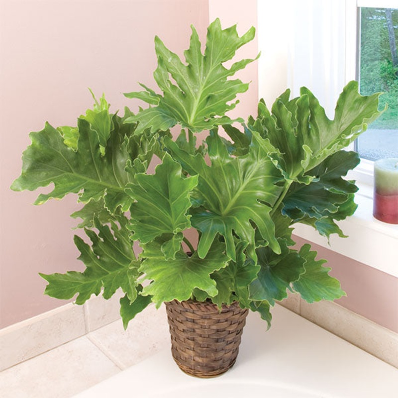 Philodendron Hope (Philodendron selloum x hybrid)