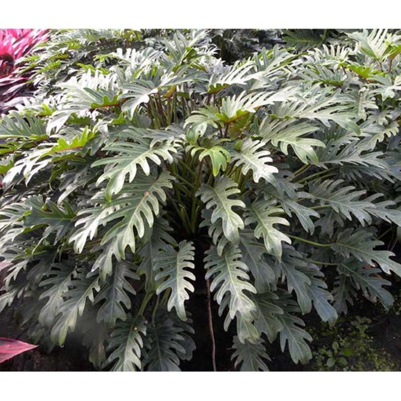 Philodendron Xanadu (Philodendron hybrid)