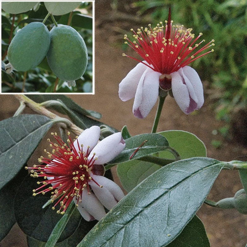 Pineapple Guava Tree (Acca sellowiana)