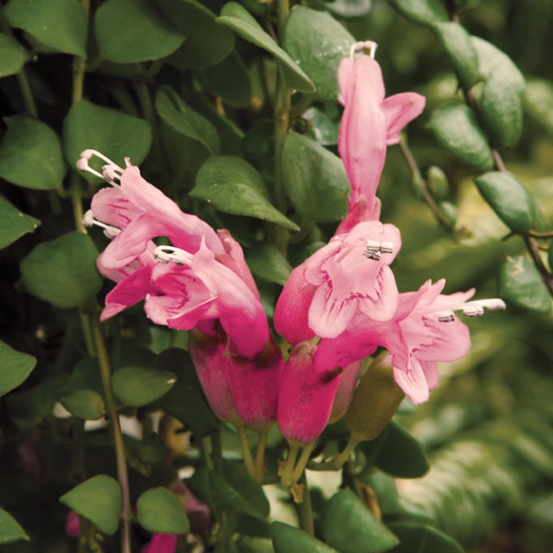 Pink Lipstick Plant (Aeschynanthus Thai Pink)
