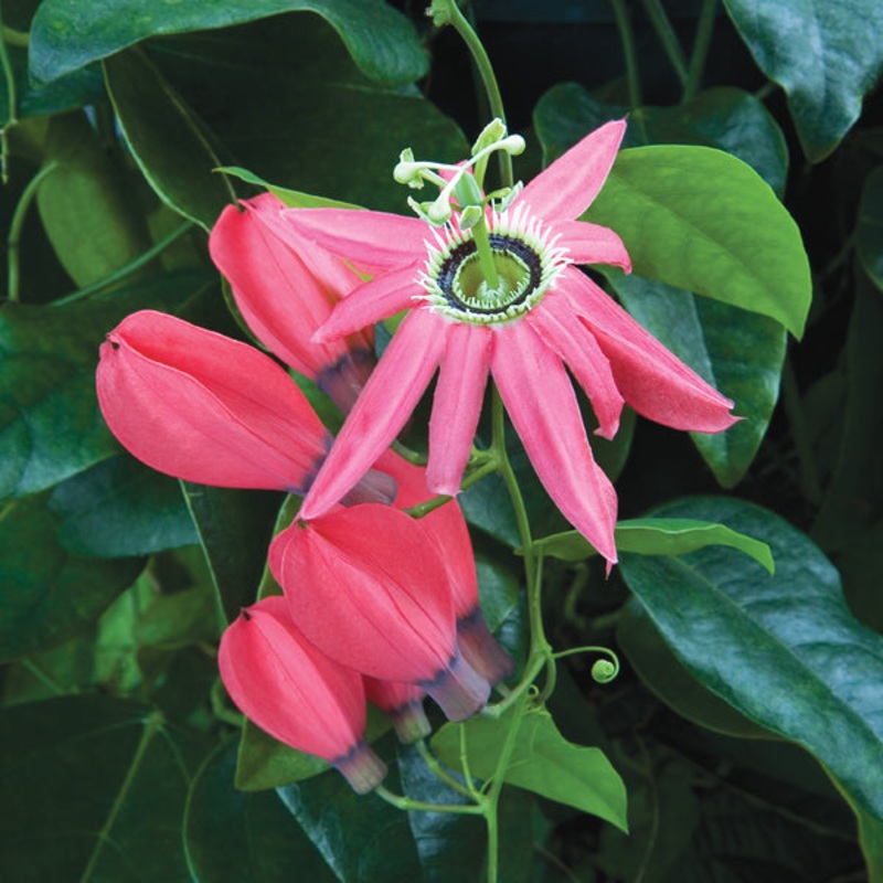 Pink Pendant Passion Flower (Passiflora racemosa Pink)