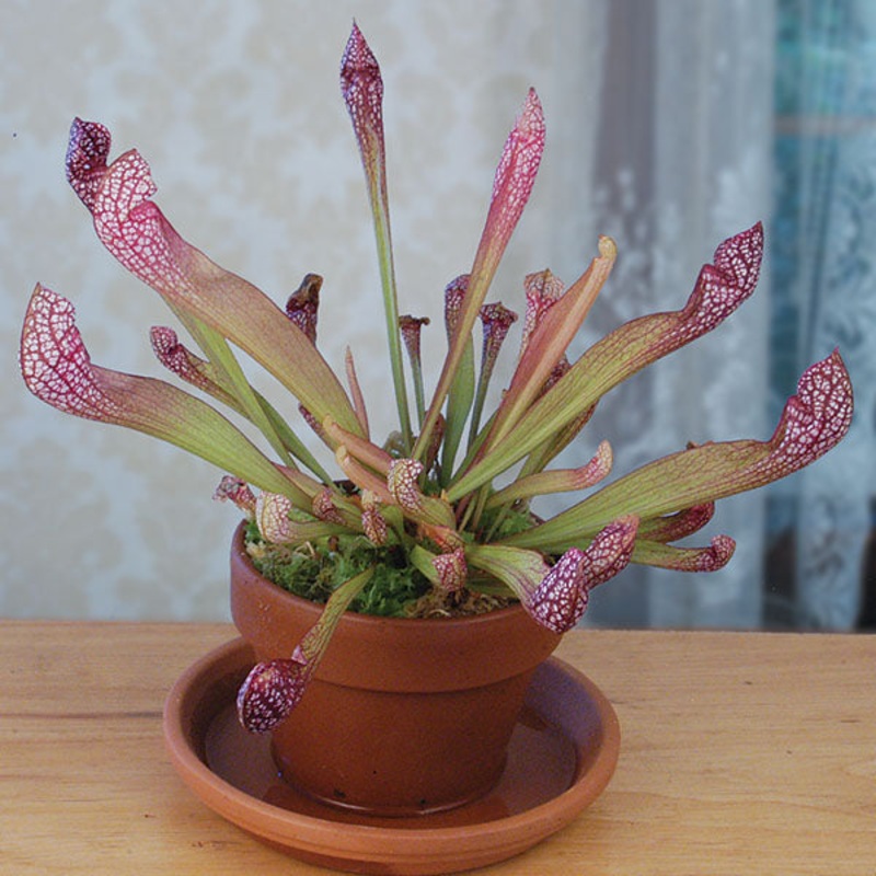 Pitcher Plant ‘Scarlet Belle’ (Sarracenia hybrid)