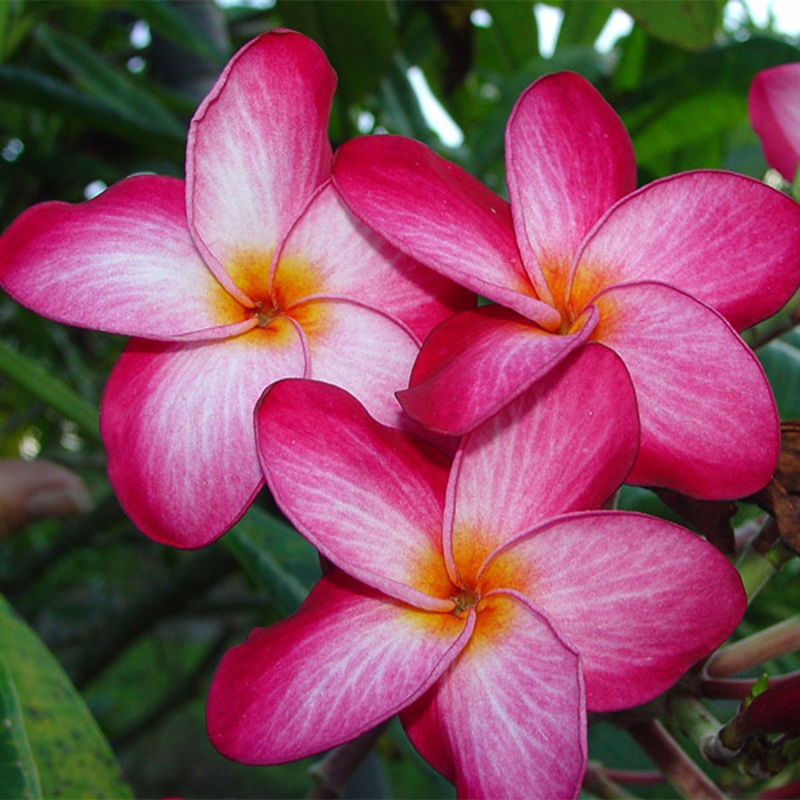 Plumeria Donna S (Plumeria rubra)